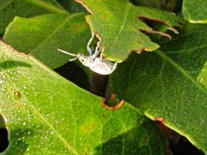 an image of a pale gray bug on a green leaf