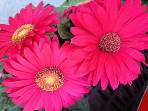 An image of three bright pink flowers