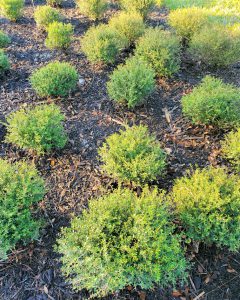 an image of clustered small round bushes