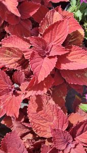 an image of a plant with rich red leaves