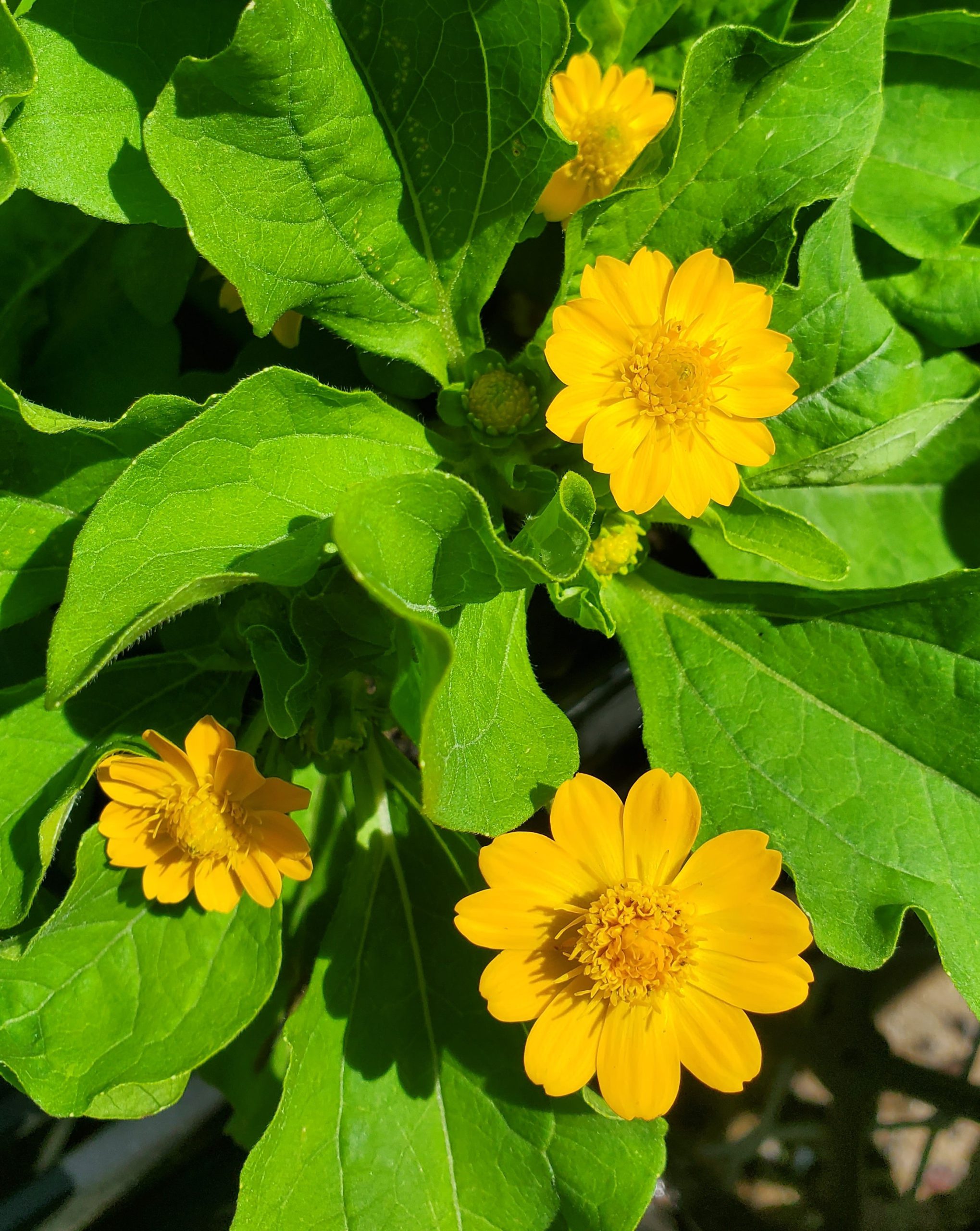 Please pass the butter daisy UF/IFAS Extension Charlotte County