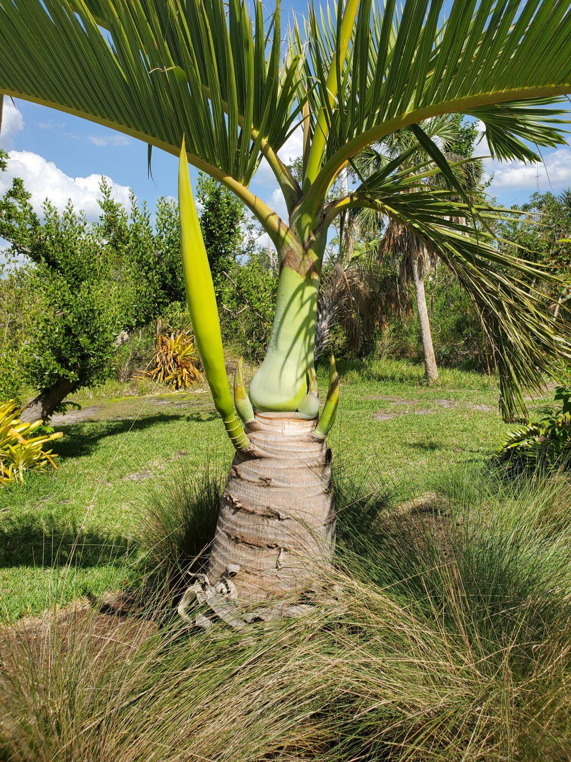 The bottle of palms UF/IFAS Extension Charlotte County