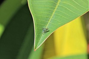 a small green fly on a leaf