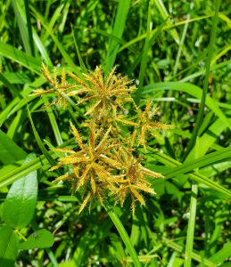 a grass with yellow starburst-like seed heads