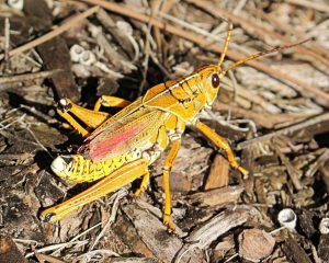 a large yellow grasshopper