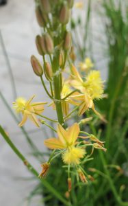 A flower stalk of yellow flowers