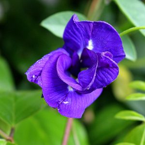 a close up image of a deep purple flower