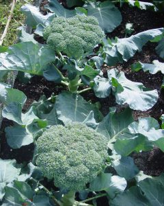 Broccoli plants in a garden bed