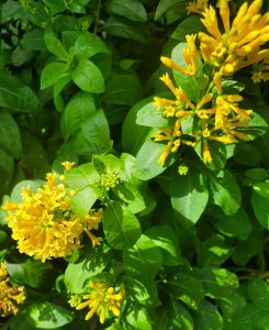 A cluster of bright yellow flowers
