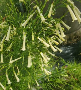 A lanky, multi-stemmed, three- to four-foot-long branches are normally covered in bright light yellow tubular flowers