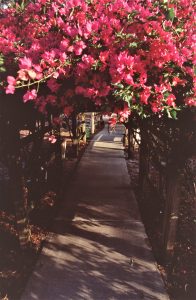 Archway of bougainvellea.