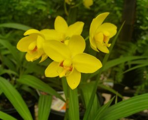 an image of a cluster of bright yellow flowers