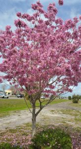 A small tree covered in pink flowers