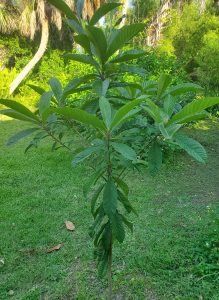 a small tree with large upright leaves
