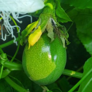 a green egg shaped fruit