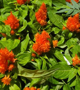 a plant with plumes of orange flowers