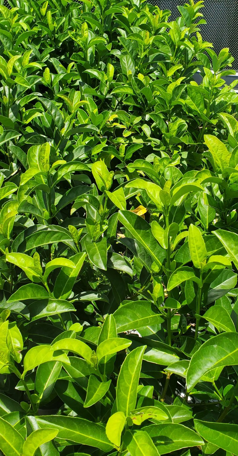 One sweet shrub the sweet viburnum UF/IFAS Extension Charlotte County