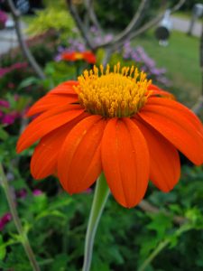 A bright orange flower