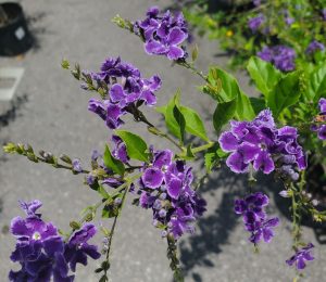 cascading purple flowers