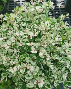 variegated green and white leaves