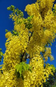 a branch covered in cascading yellow flowers