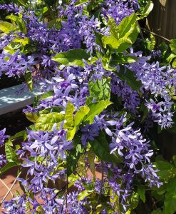 a vine with cascading purple flowers