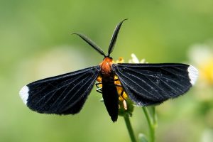 a moth with black wings with white tips