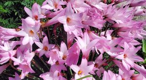 a cluster of bright pink lilies.