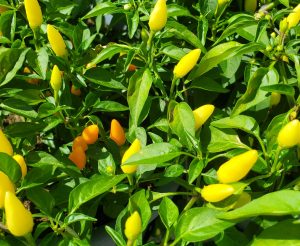 a bush with orange and yellow peppers