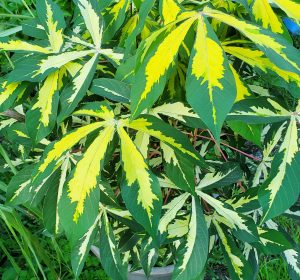 A plant with red stems, with green, yellow, and creamy white foliage