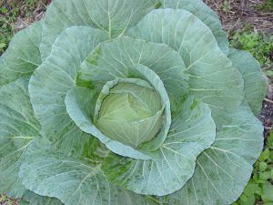 A cabbage Firm Head Surrounded by a Rosette of Leaves