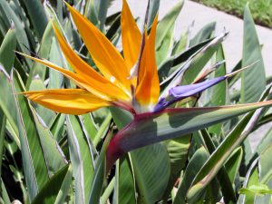 A bright orange bird shaped flower