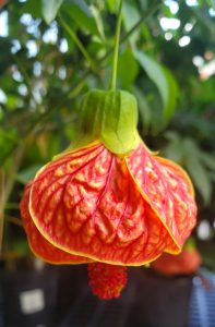 a bright red balloon-shaped flower