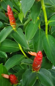 Red Cone-Shaped Flower Heads Made Up of Colorful Red Leaf-Like Bracts