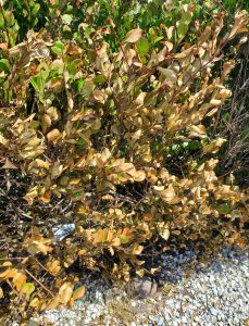 a hedge that has been scorched by high wind