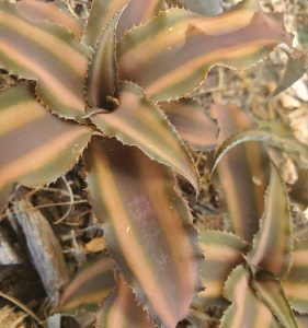 Stripped, Wavy, Star-shaped plants with Serrated Leaves