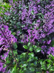 Stalks of bright purple flowers