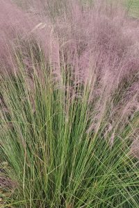 Grass with plumbs of pink