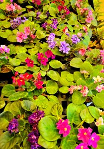 Brightly colored African Violets