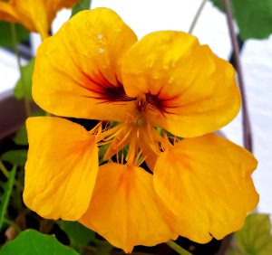 A bright yellow flower