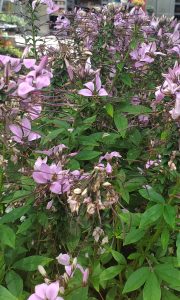 A bush with lavender pink flowers