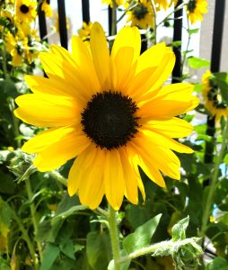 a bright yellow flower