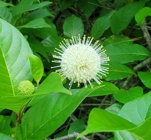 Yellow Anthers Orbit the Globe-like Buttonbush Flower