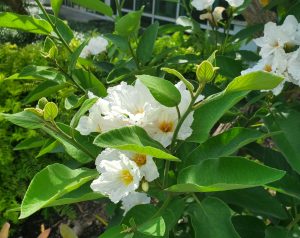 Beautiful White Blooms Against A Gray-Green Background