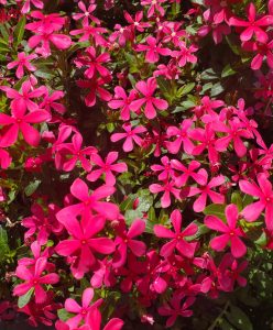 clusters of bright pink flowers
