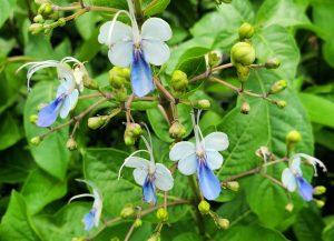 Blue and white butterfly-shaped flowers