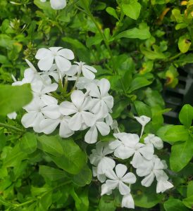 a cluster of white flowers