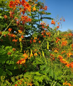 Ferny Leaves, Seed Pods, and Yellow, Orange, and Red Flowers