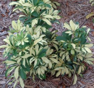 Small, Compact and Brightly Colored Dwarf Variegated Schefflera