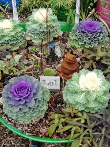 An Assortment of "Flowering" Cabbage/Kale